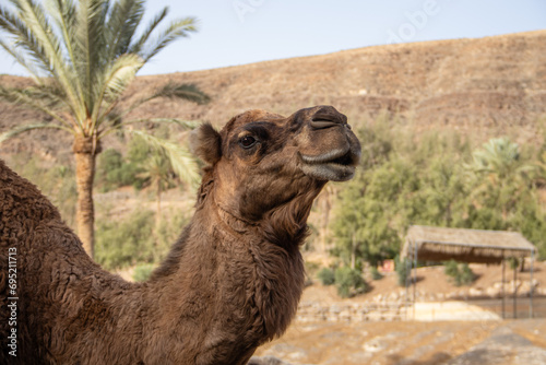 Kamel im Oasis Zoo auf der Kanareninsel Fuerteventura