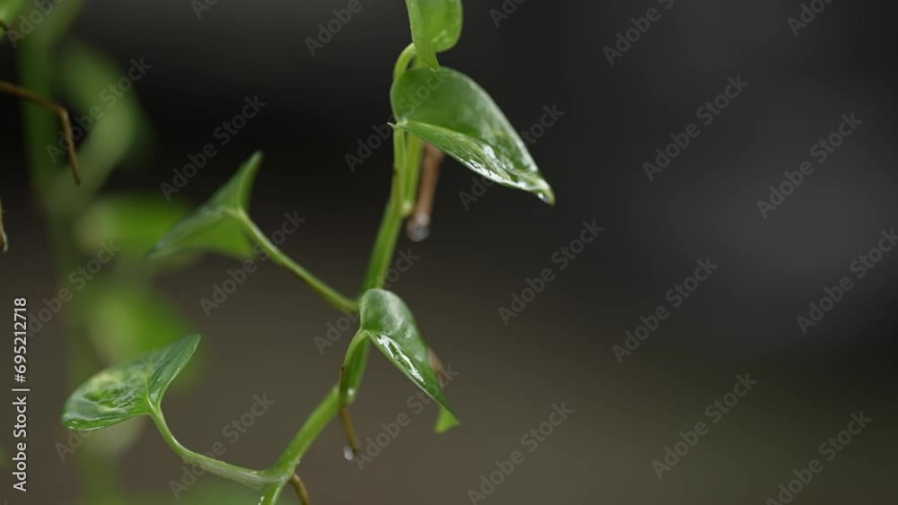 leaves on a branch with green plant vines on a blurry background leaves on a branch with green plant vines on a blurry background