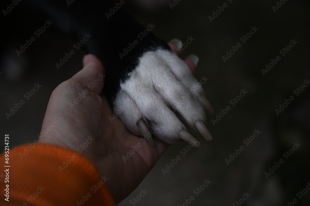 A person gently holds a black and white dog's paw, showing love and a deep connection between the two. A person gently holds a black and white dog's paw, showing love and a deep connection between the two.