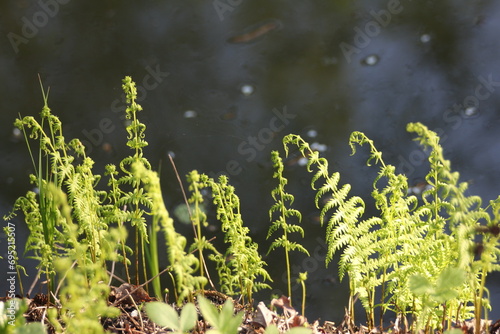 A vibrant Thelypteris palustris Schott plant fills the frame,