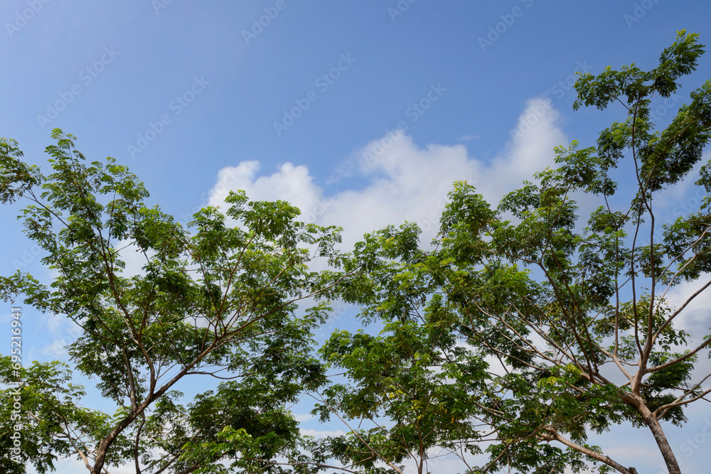 Fototapeta premium Trees