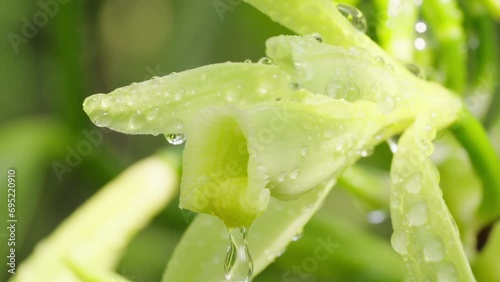 Beautiful extreme closeup portrait of vanilla orchid flower with water droplets photo