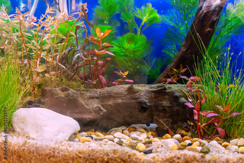 Underwater landscape nature forest style aquarium tank with a variety of aquatic plants, stones and herb decorations.