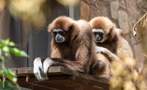 Two monkeys in the zoo