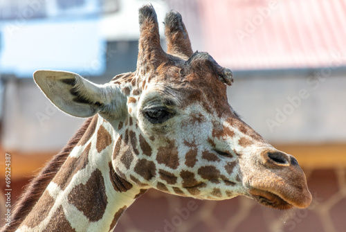 Portrait of a giraffe in the zoo © schankz