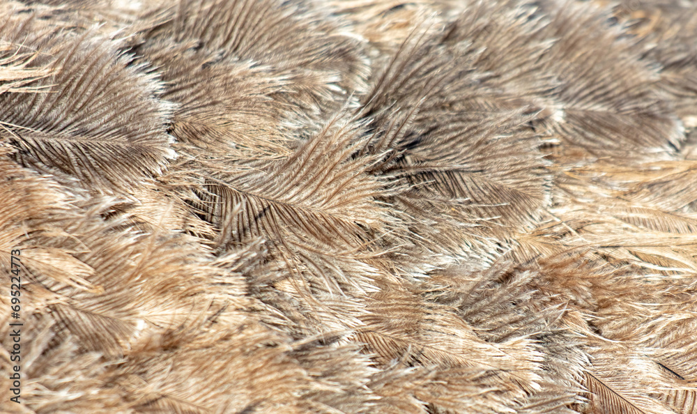 Gray feathers on an ostrich as an abstract background. Texture Gray feathers on an ostrich as an abstract background. Texture