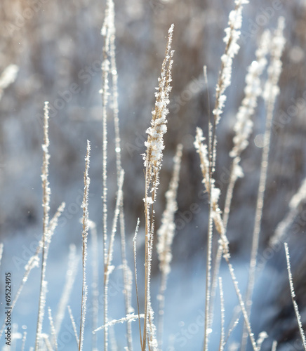 Dry grass in the snow in winter