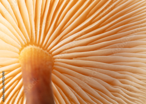 Winter honey fungus mushroom as a background. Macro