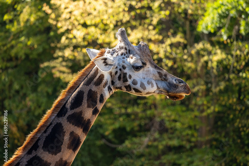 Rothschild's giraffe (Giraffa camelopardalis rothschildi) in close-up view. photo