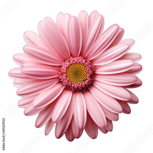 Pink Daisy Chamomile Close-up Isolated on Transparent or White Background  PNG