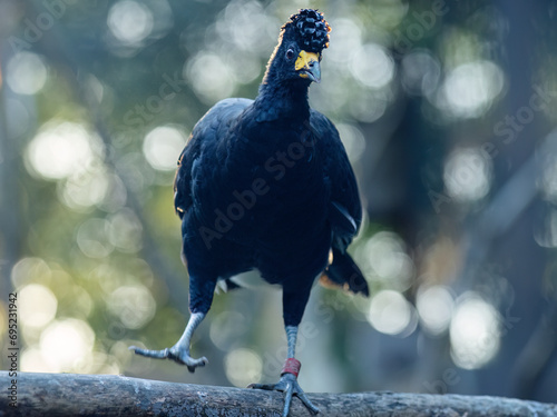 The black curassow (Crax alector), portrait of bird. photo