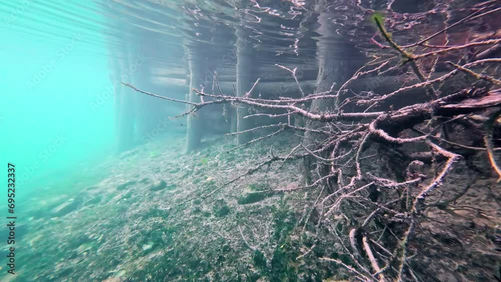 Tree roots by a wooden dock as seen from underwater by a diver Tree roots by a wooden dock as seen from underwater by a diver