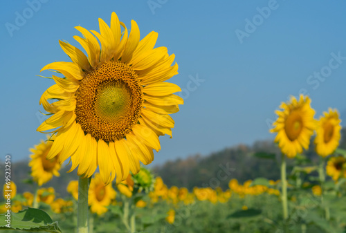 Close-up of a sunflower growing in a field of sunflowers during a nice sunny summer day.