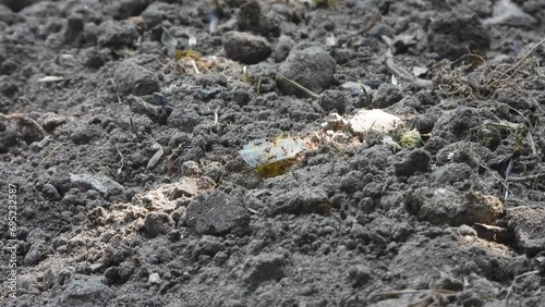Wallpaper Mural Ants or carrying food - leaf - Torontodigital.ca