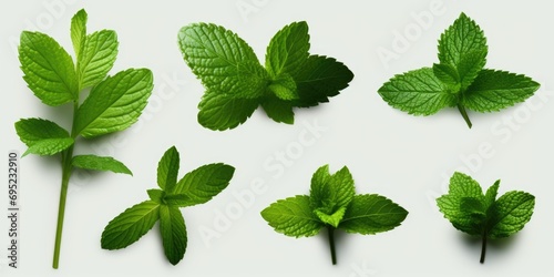 Collection of fresh mint leaves on a clean white surface. Suitable for culinary, herbal, or natural health-related projects