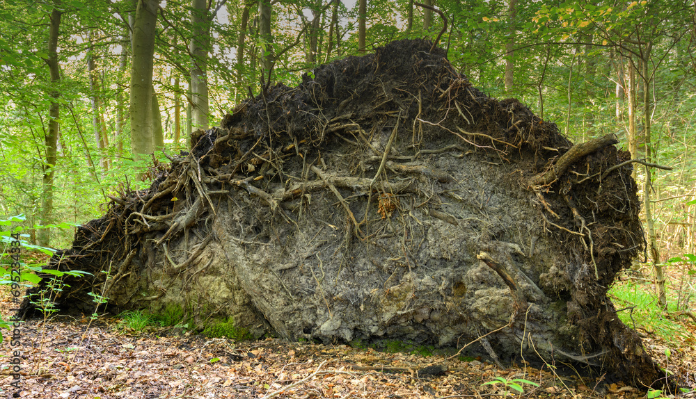 Misch Wald mit einfallenden Sonnenstrahlen Misch Wald mit einfallenden Sonnenstrahlen