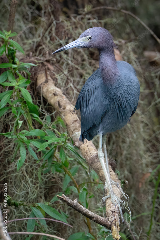Fototapeta premium Little Blue Heron Perched on a Log