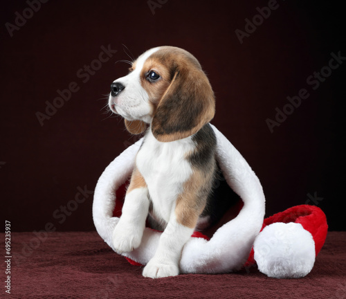 Cute beagle puppy in santa claus hat © adyafoto