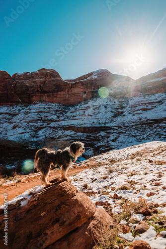 one Aussiedoodle poodle mix standing on rock in Moab desert in winter