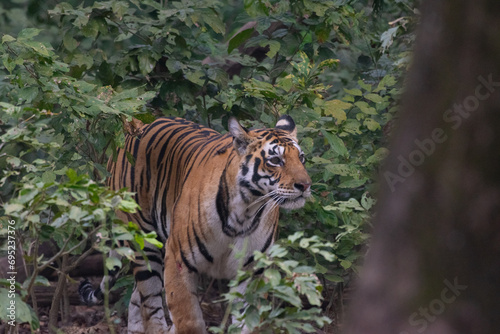 Tiger In the Jungle
