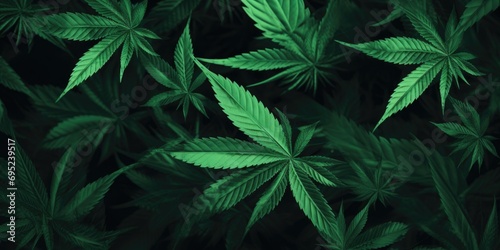 A close-up view of a bunch of marijuana leaves. This image can be used to illustrate cannabis cultivation, the marijuana industry, or the medicinal use of marijuana