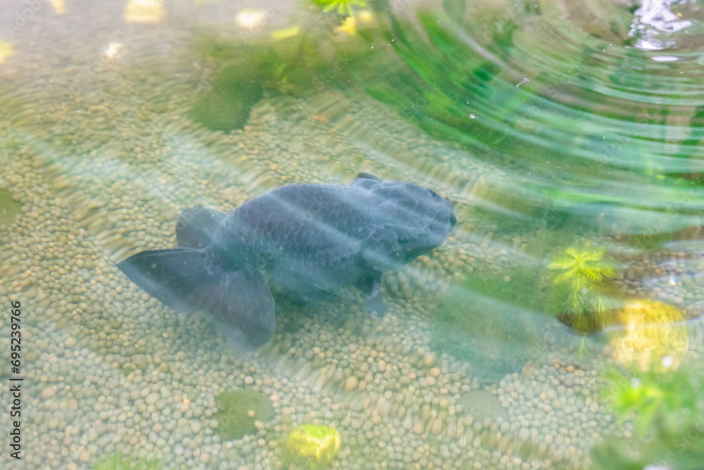 Fototapeta premium Goldfish in aquarium fish pond close up