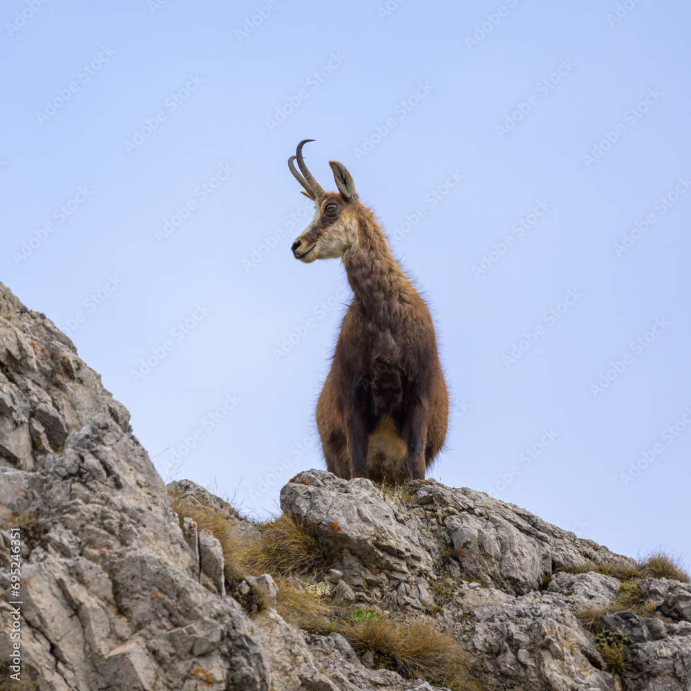 A chamois standing on rocks in the Austrian Alps A chamois standing on rocks in the Austrian Alps