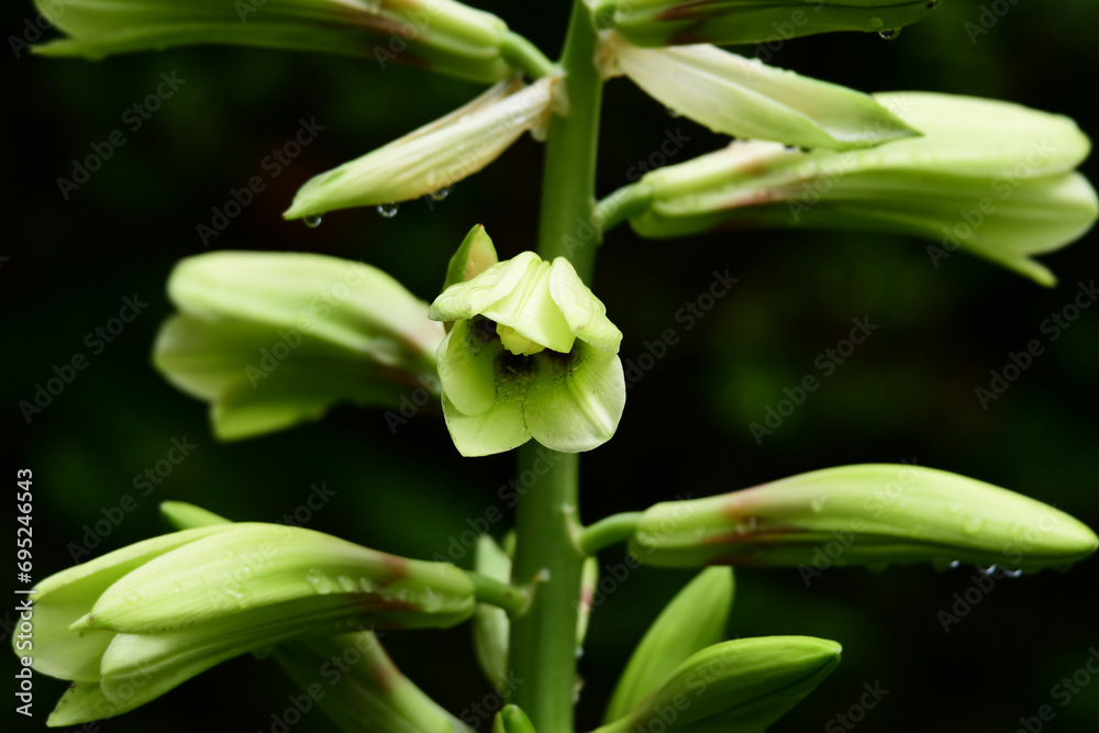 雨に濡れるオオウバユリの花のアップ 雨に濡れるオオウバユリの花のアップ
