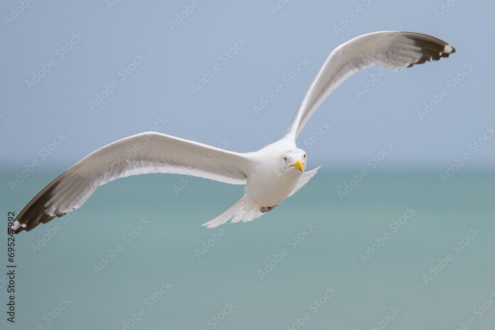 A European Herring Gull flying over the beach A European Herring Gull flying over the beach