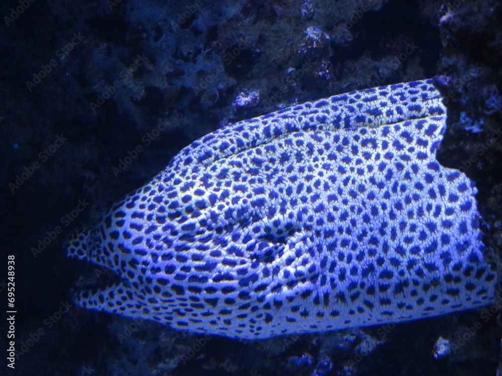 Obraz premium Murène