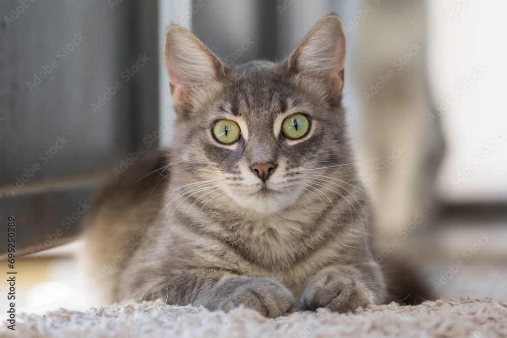 Furry tabby cat pet indoor portrait. Kitten 8 month old Furry tabby cat pet indoor portrait. Kitten 8 month old