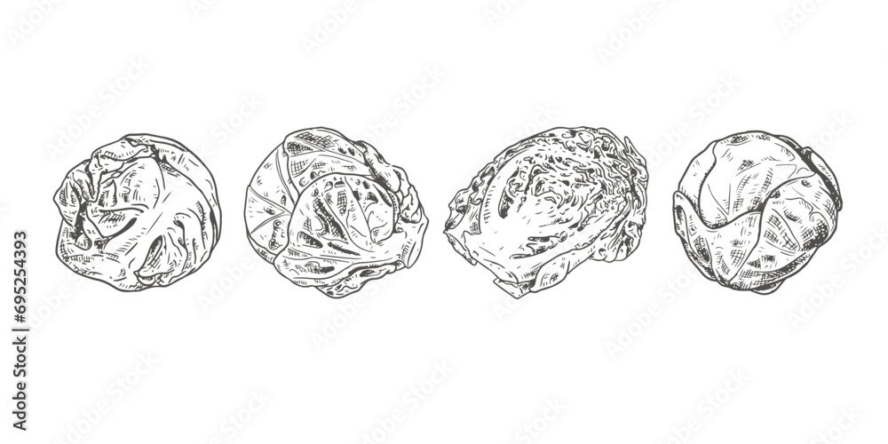 Hand drawn fresh organic brussels sprouts whole and half. View from different angles. Vector illustration isolated on white background. Hand drawn fresh organic brussels sprouts whole and half. View from different angles. Vector illustration isolated on white background.