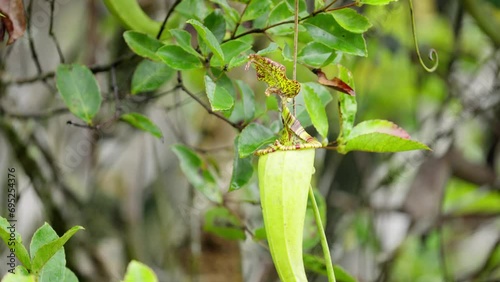 Close-up of nepenthes tentaculata in natural habitat in sulawesi photo