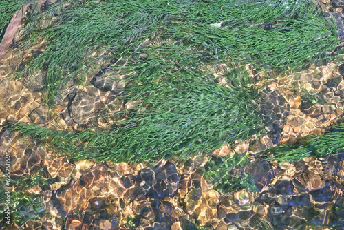 Fountain moss, Fontinalis dalecarlica, also known as brook moss or water moss, photographed in a forest stream in Finland photo