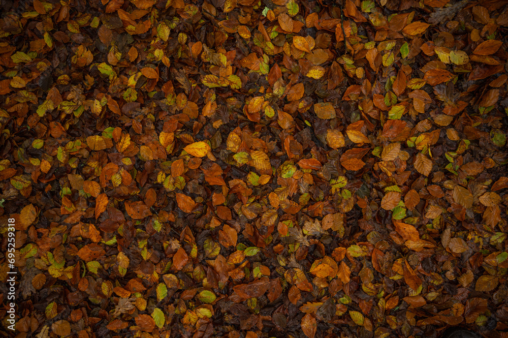 autumn leaves backround autumn leaves backround