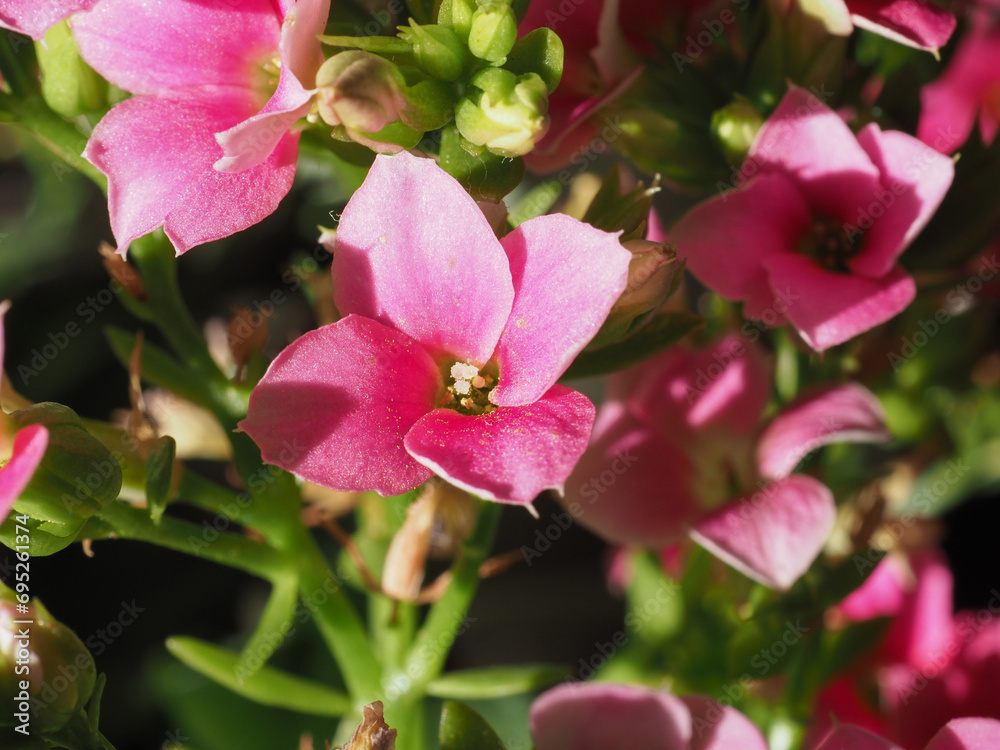 kalanchoe pink flower