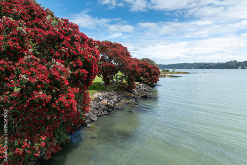 Fototapeta Naklejka Na Ścianę i Meble -  Pohutukawa trees in flower along the Manukau Harbour, Mangere, Auckland, New Zealand