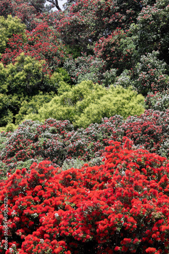 Pohutukawa trees in flower Auckland, New Zealand