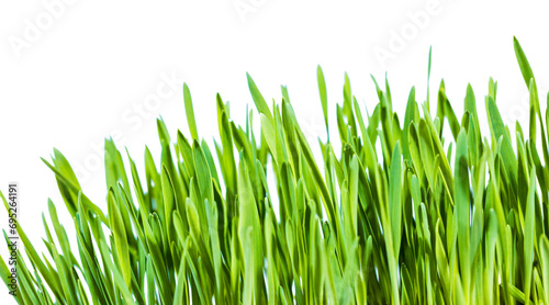  Organic wheatgrass in a beautiful green field surrounded by nature.