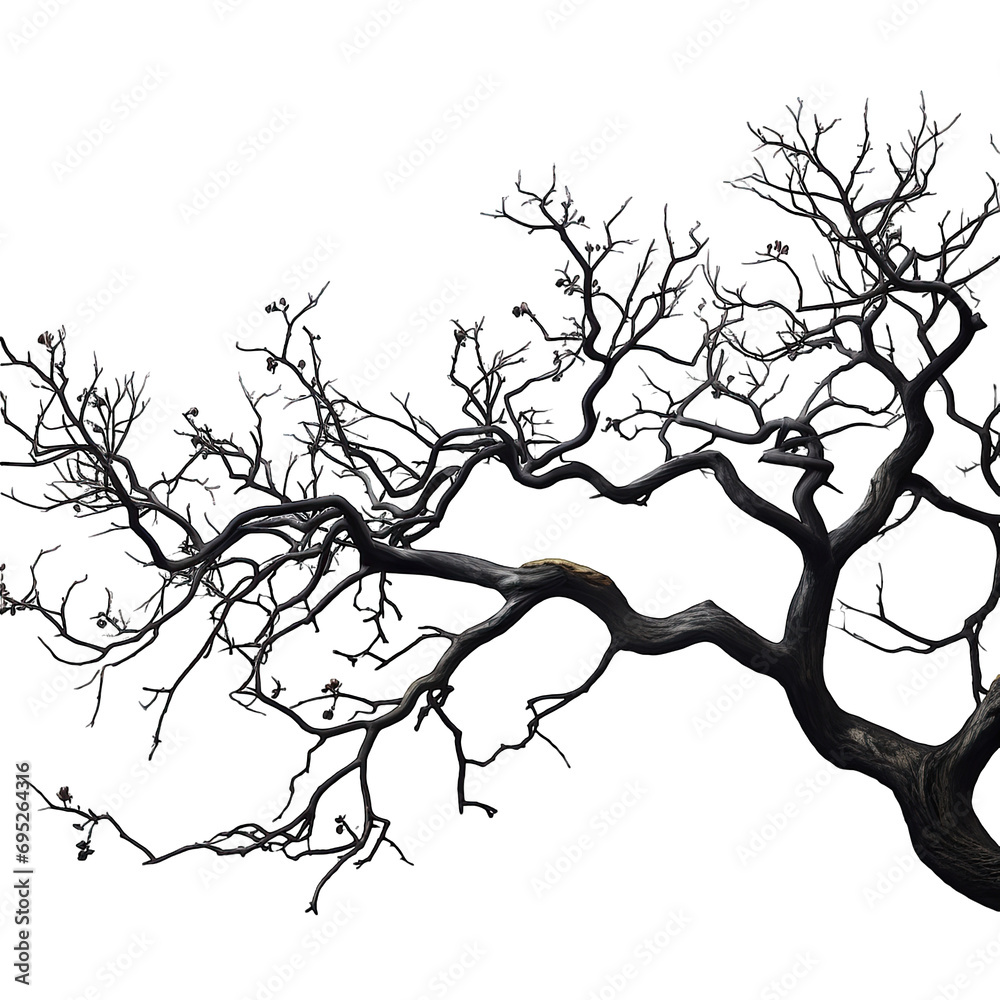 Fototapeta premium Tree branches isolated on white background