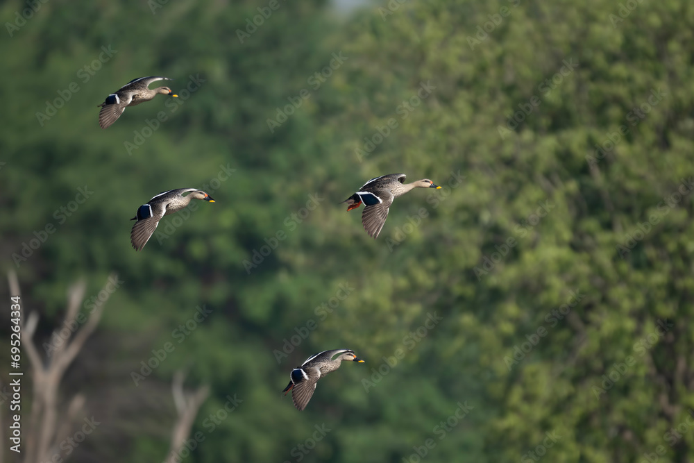 Flock of indian Spot Billed Ducks Flying Flock of indian Spot Billed Ducks Flying