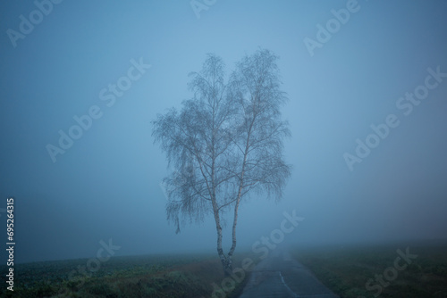 Lonely tree next to a country road on a foggy autumn morning