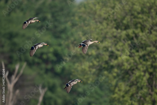 Flock of indian Spot Billed Ducks Flying 