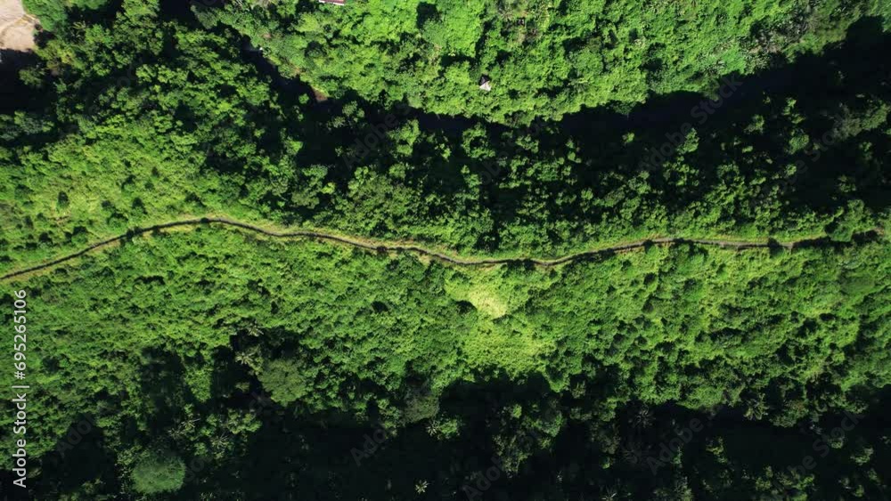 Campuhan ridge aerial panning shot from height. Top-down drone view of famous walking path at Ubud town. Bright tropical greenery and deep shadows in sunny morning time Campuhan ridge aerial panning shot from height. Top-down drone view of famous walking path at Ubud town. Bright tropical greenery and deep shadows in sunny morning time