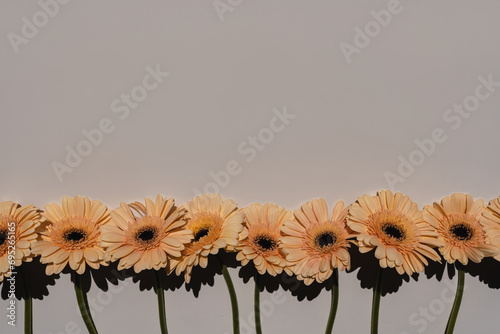 Elegant peach gerbera daisy flowers with sunlight shadows on tan white background with copy space. Aesthetic floral simplicity composition. Close up view flower © Floral Deco