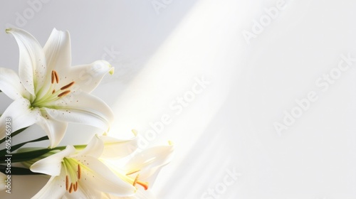 Background of many snow-white lilies. Spring Easter floral design. Copy space photo
