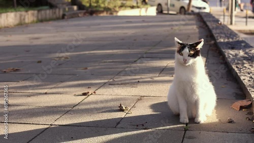 A cute black and white street cat sits still at sun