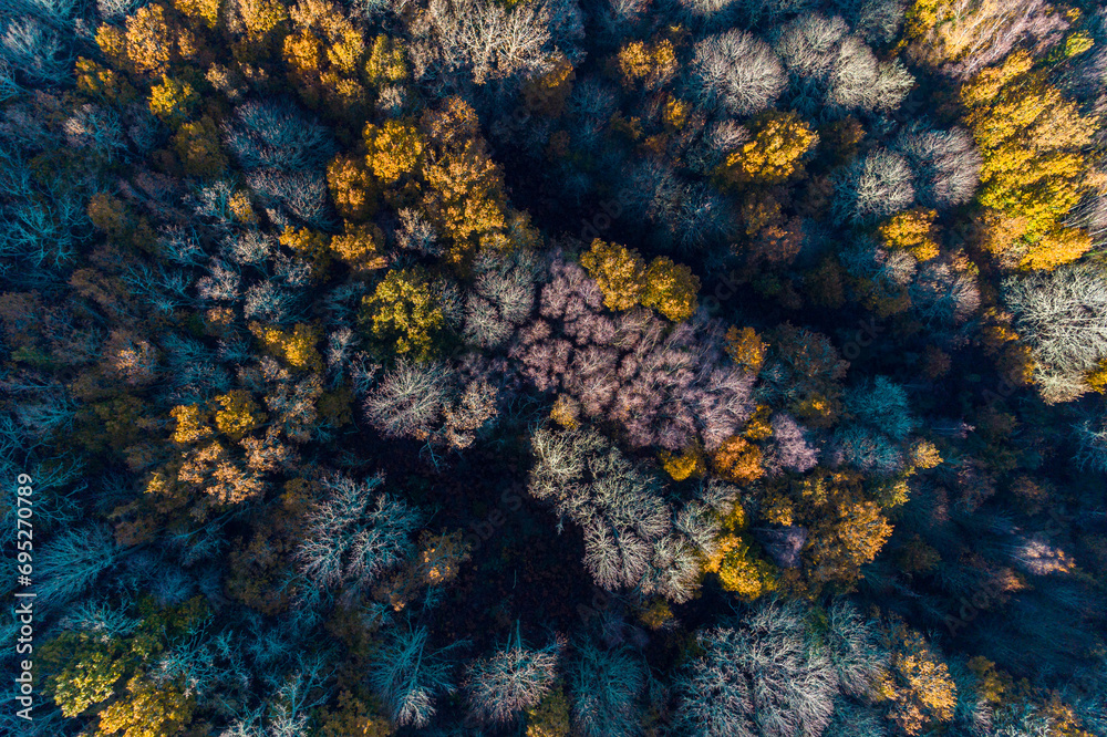 drone aerial view of a mixed deciduous forest in autumn drone aerial view of a mixed deciduous forest in autumn