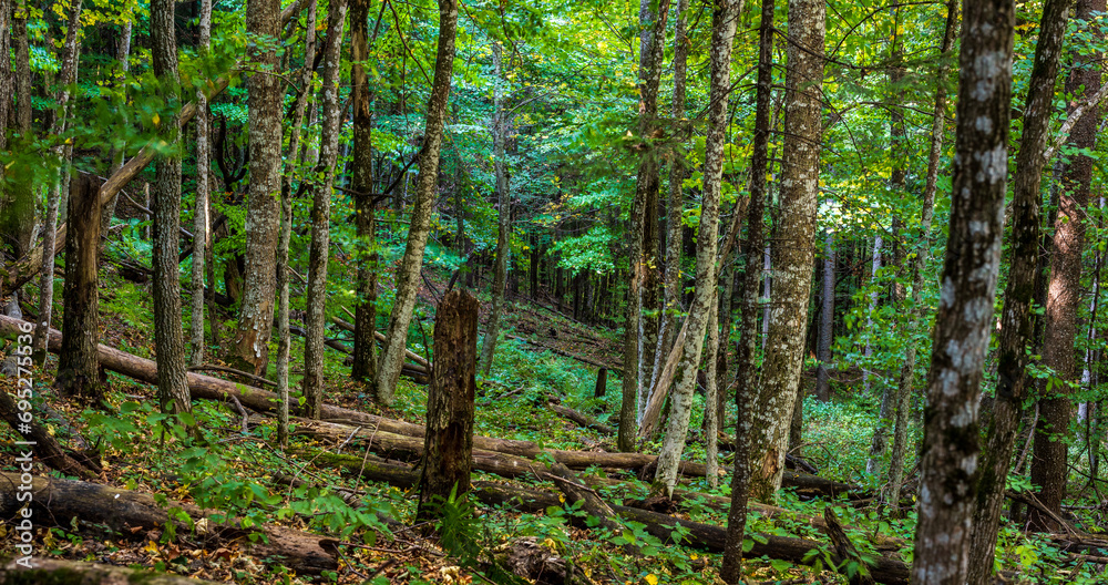 Wild natural forest in the volcanic crater of the Carpathian Mountains, Romania. Long exposure photography. Wild natural forest in the volcanic crater of the Carpathian Mountains, Romania. Long exposure photography.