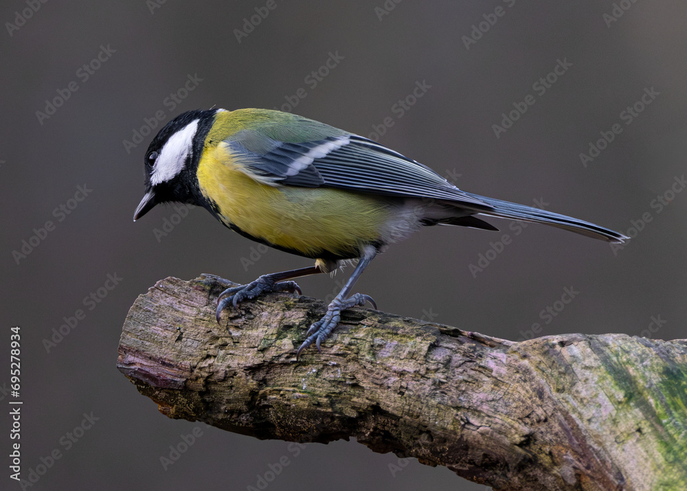 Eurasian blue tit (Cyanistes caeruleus) at a feeding ground
Eurasian blue tit (Cyanistes caeruleus) at a feeding ground